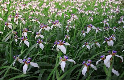 纸嫁衣第五部《无间梦境》新预告 暑期上线